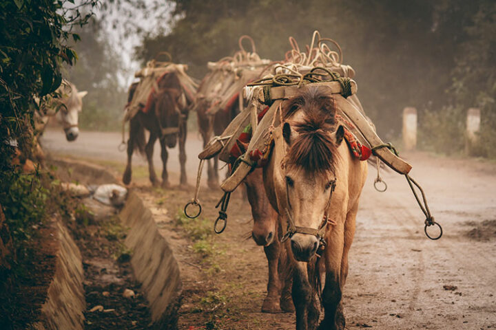 Sapa - Vietnam: 9 Tipps zum Trekking in der faszinierenden Bergwelt