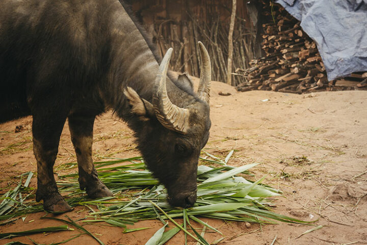 Sapa - Vietnam: 9 Tipps zum Trekking in der faszinierenden Bergwelt