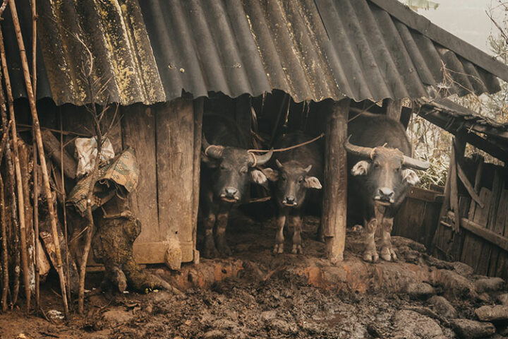 Sapa - Vietnam: 9 Tipps zum Trekking in der faszinierenden Bergwelt