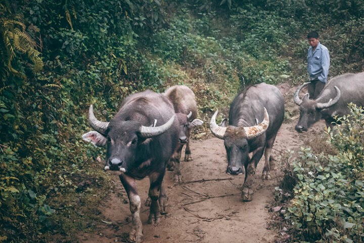 Sapa - Vietnam: auch bei schlechtem Wetter mystisch
