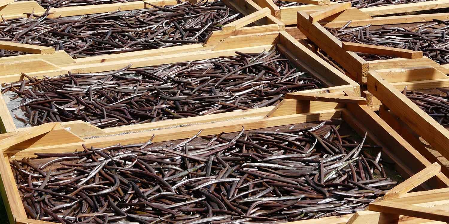 Vanille beim trocknen