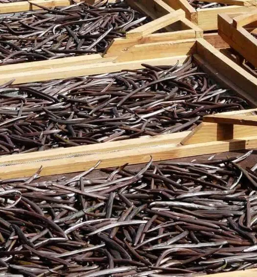 Vanille beim trocknen