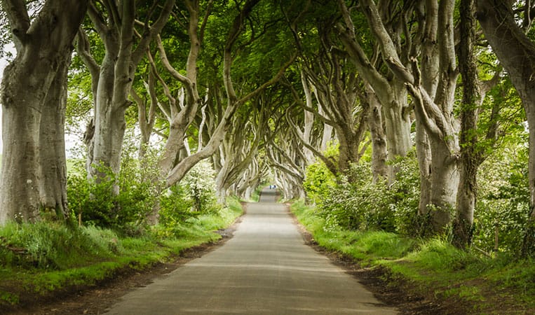 Dark Hedges – Nordirland
