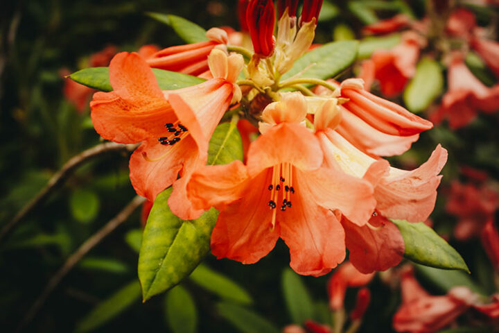 Die Insel Garinish, lnacullin, Bantry Bay, Irland