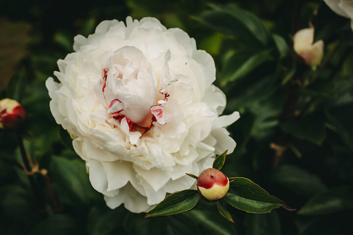 Die Insel Garinish, lnacullin, Bantry Bay, Irland