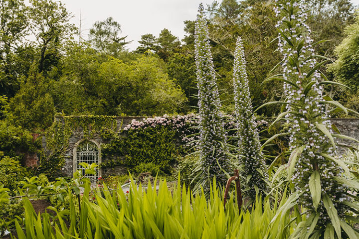 Die Insel Garinish, lnacullin, Bantry Bay, Irland