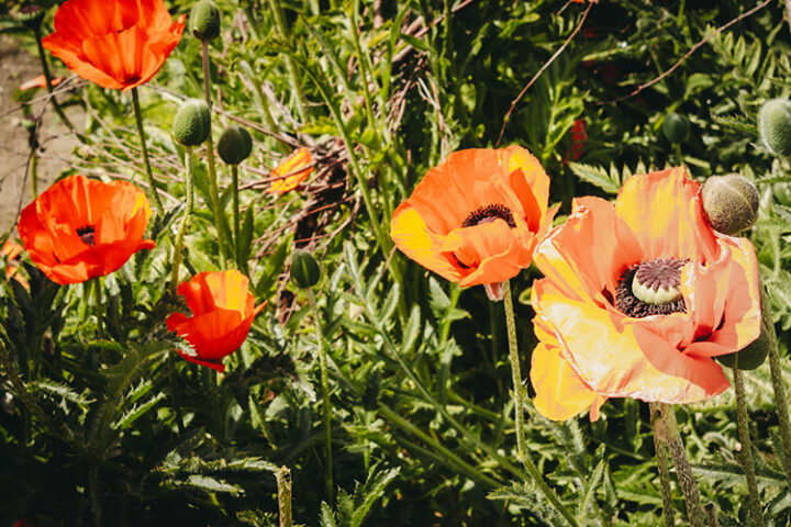 Powerscourt Estate, Irland