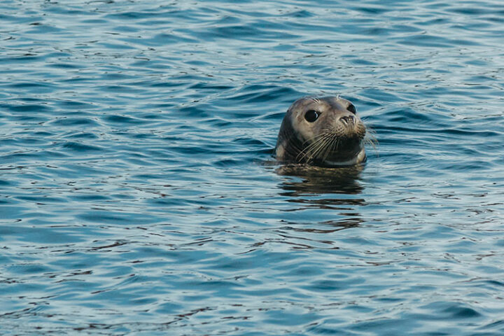 Whale watching Marine Eco Tours, Dingle, Irland
