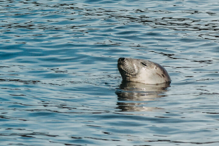 Whale watching Marine Eco Tours, Dingle, Irland