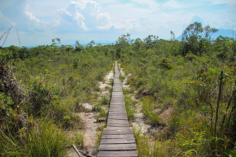 Heidewald im Bako Nationalpark | Foto: Carina
