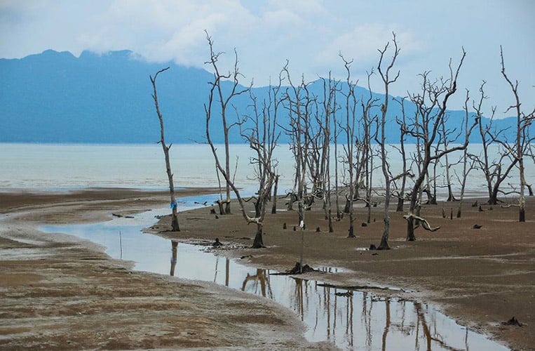 Mangroven im Bako Nationalpark