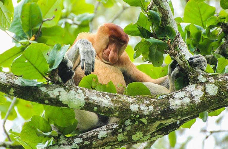 Nasenaffen im Bako Nationalpark | Foto: Carina