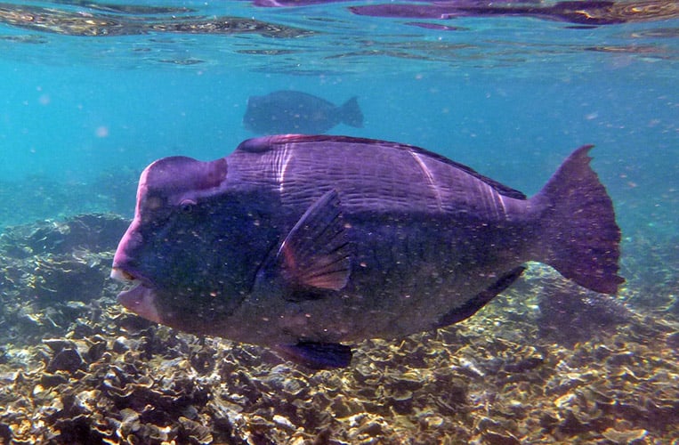 Büffelfisch | Foto: Stefan