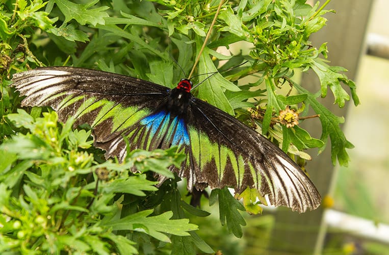 Schmetterling im Butterfly Park