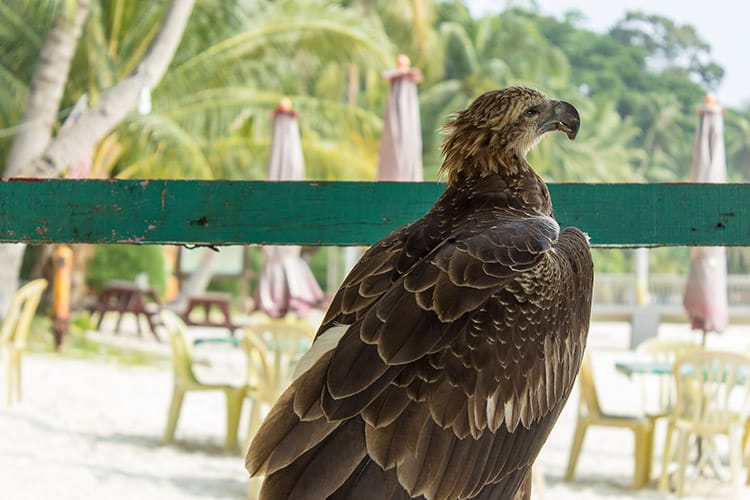 Wegen ihm habe ich fast einen Herzkasper bekommen