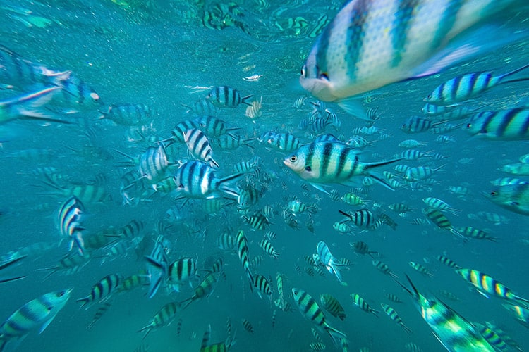 Das wurden auf einmal ganz schön viele Fische