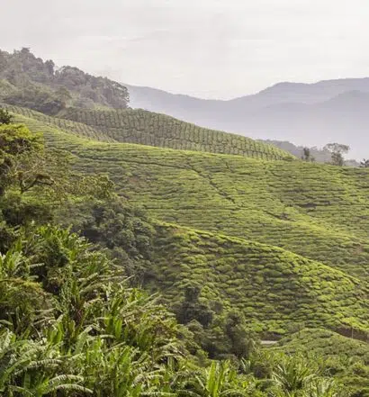 Die Cameron Highlands, Malaysia