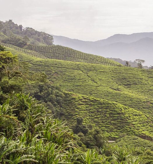 Die Cameron Highlands, Malaysia