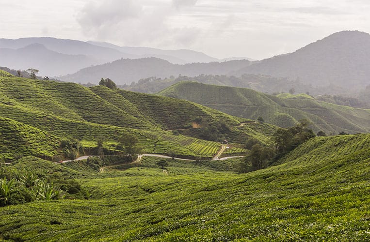 die Cameron Highlands