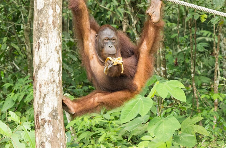 Das Semenggoh Naturreservat