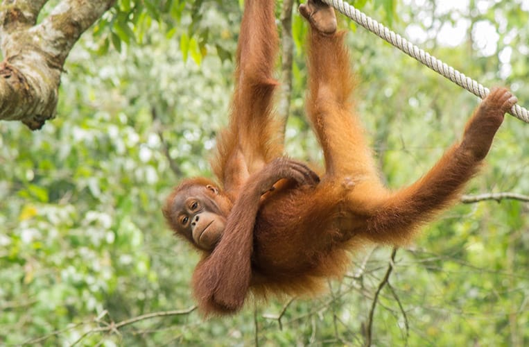Das Semenggoh Naturreservat