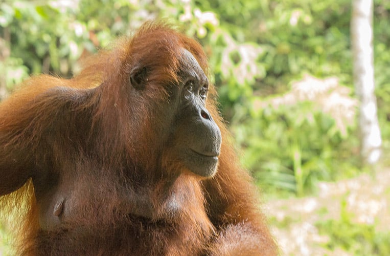 Das Semenggoh Naturreservat