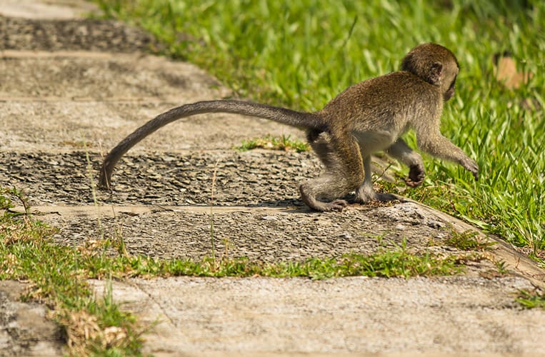 Affe im Bako Nationalpark