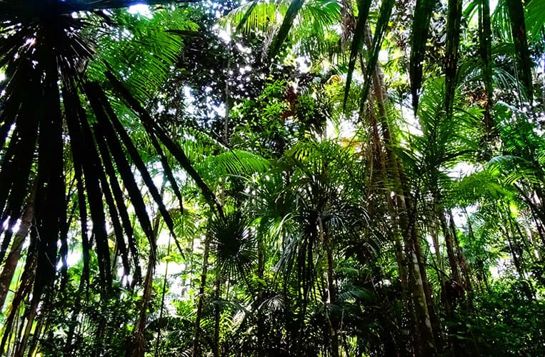 Das dichte Blätterdach