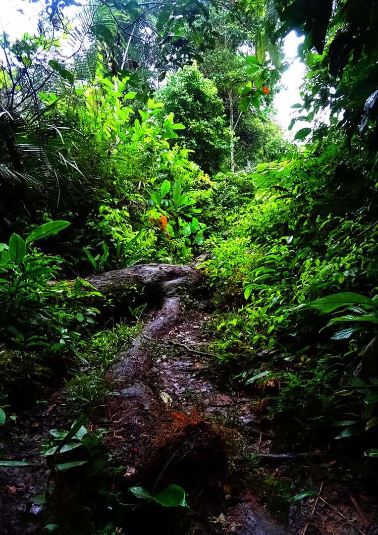 Die Tiefen des Regenwaldes