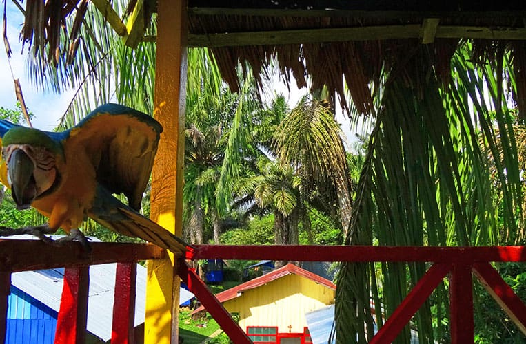 Einer der beiden schönen Papageien