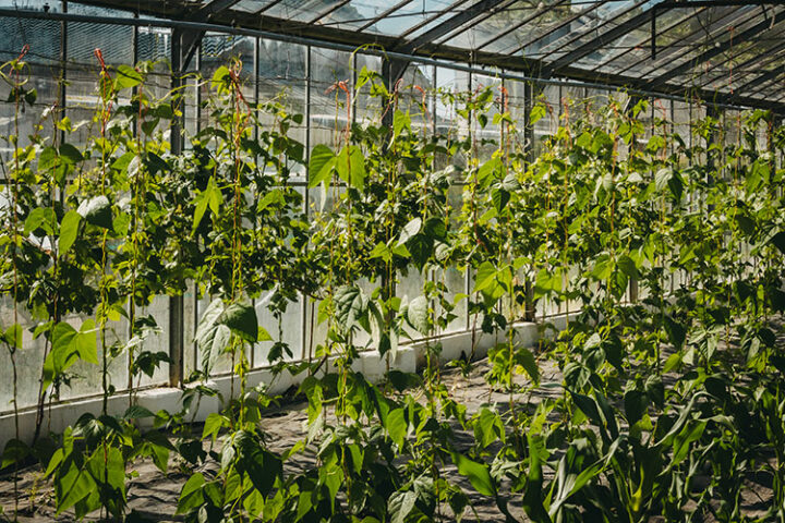 Ballymaloe Cookery School, Organic Farm and Gardens, Irland