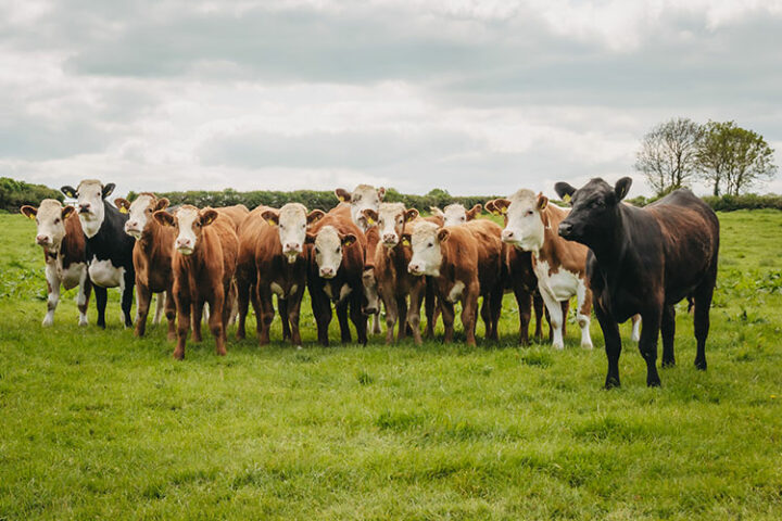 Farmbesuch bei Mark Williams, Kühe, Irland
