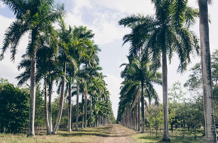 Jardin Botánico Soledad, Cienfuegos, Kuba