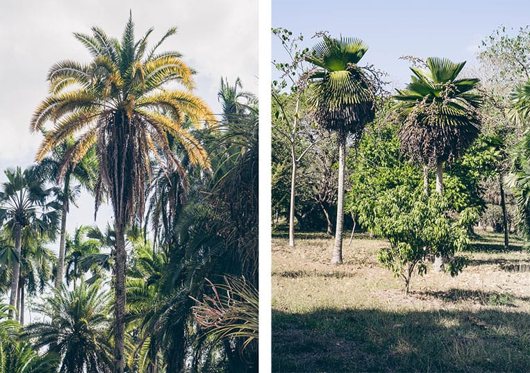 Jardin Botánico Soledad, Cienfuegos, Kuba