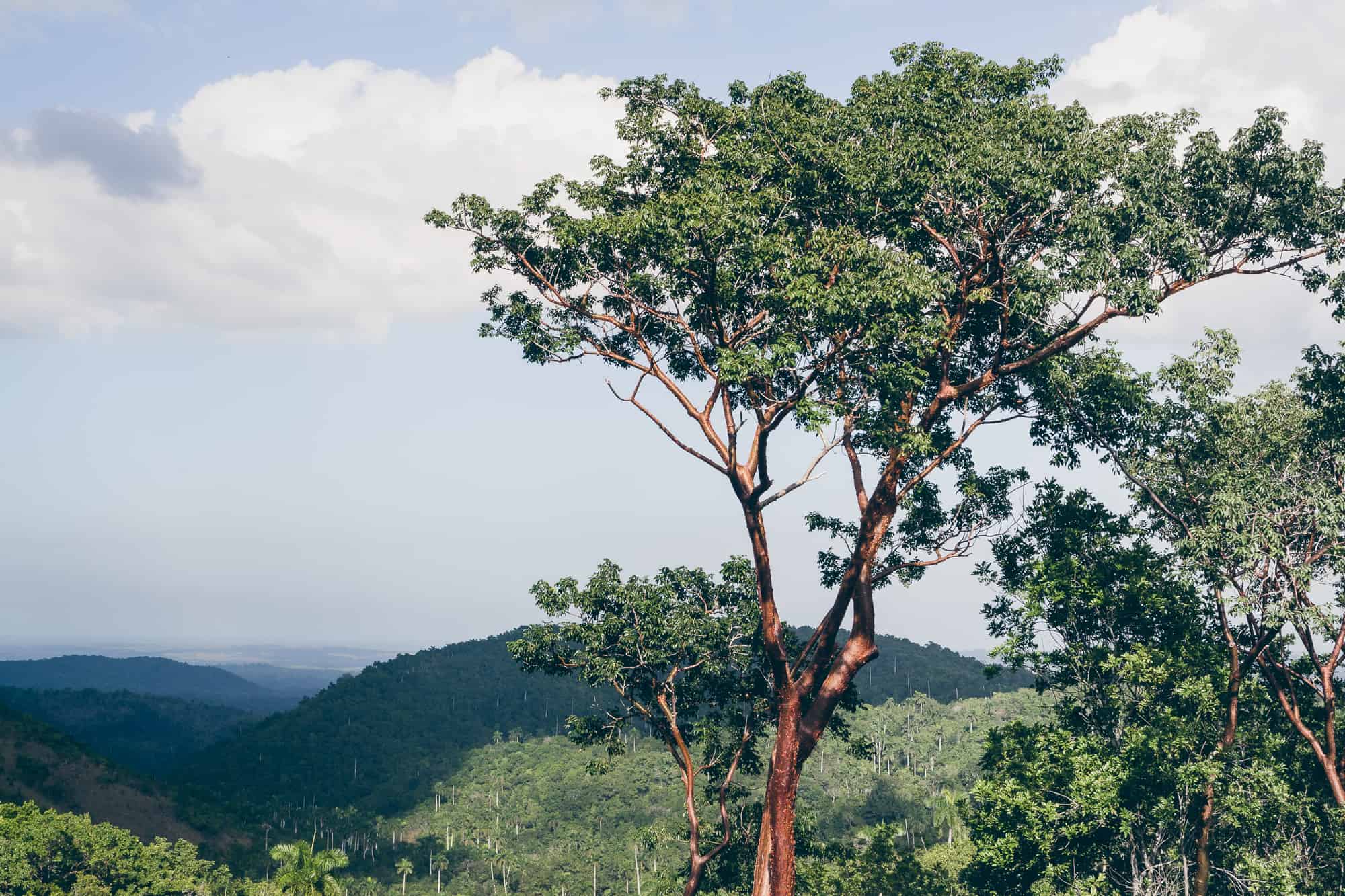 Cafetal Buenavista, Las Terrazas, Kuba