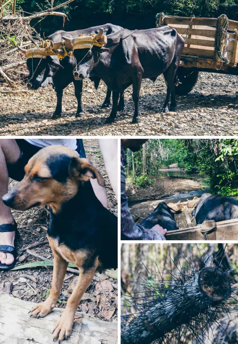 Parque Nacional Alejandro de Humboldt, Baracoa, Kuba