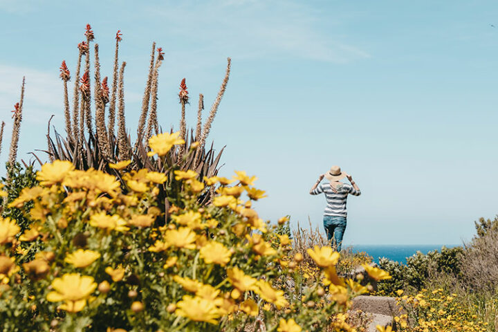 Zitadellenstadt Calvi, Balagne, Frankreich