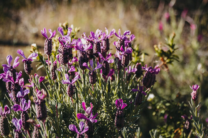 Désert des Agriates, Korsika, Frankreich