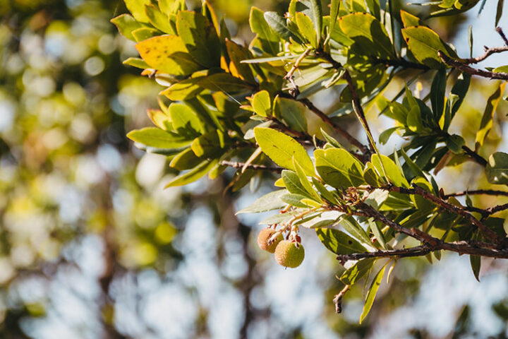 Désert des Agriates, Korsika, Frankreich