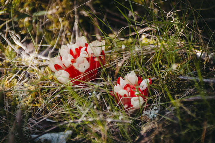 Désert des Agriates, Korsika, Frankreich