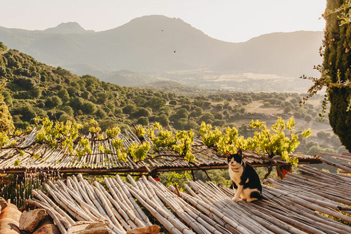 Das Künstlerdorf Pigna – Korsika