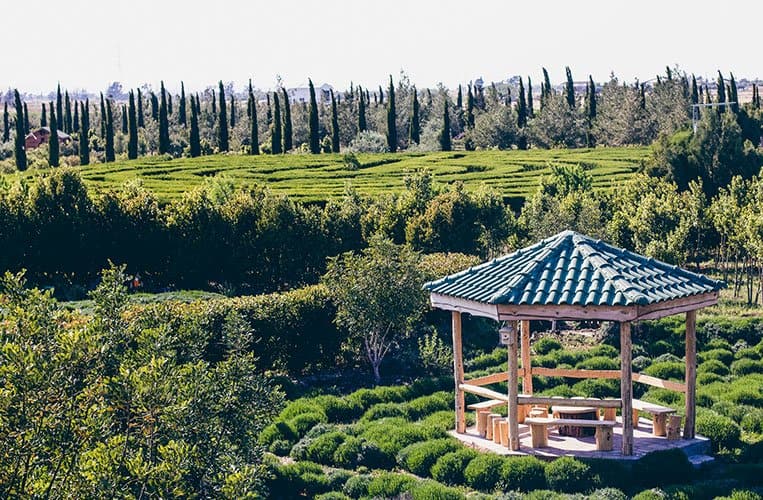 Der botanische Garten „Cyherbia“ in Avgorou, Zypern