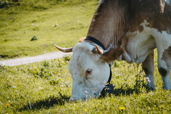 Krvavec Alpine Resort, Slowenien