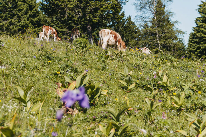 Krvavec Alpine Resort, Slowenien