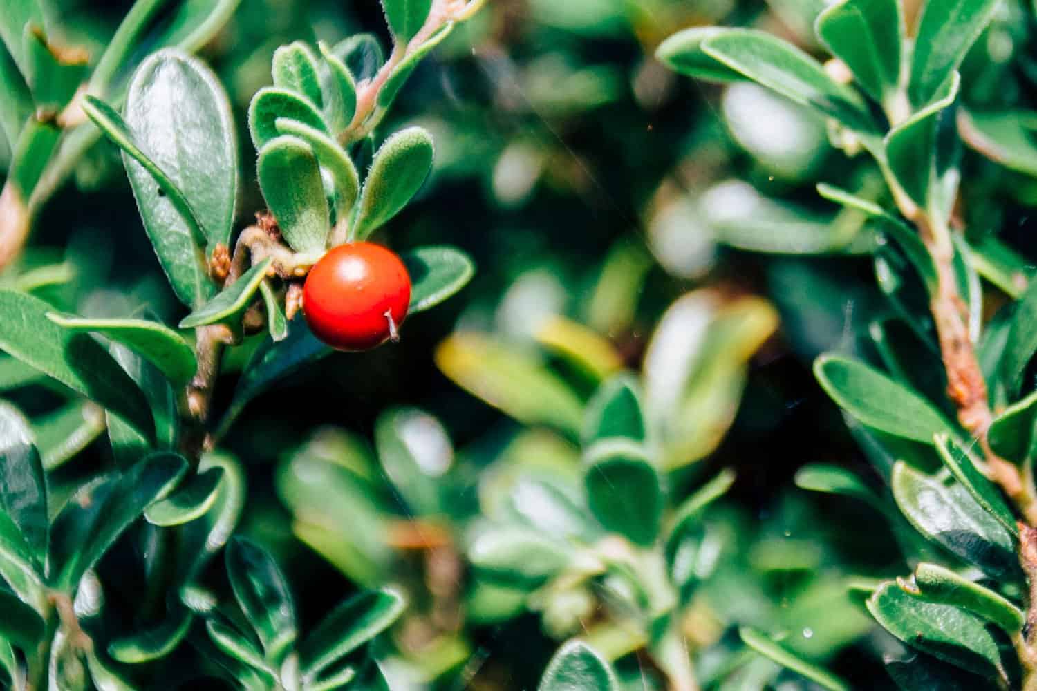 Auf dem Weg zum Caumasee