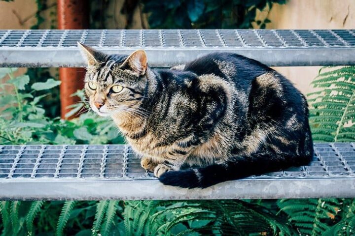 Die Fürther Altstadt