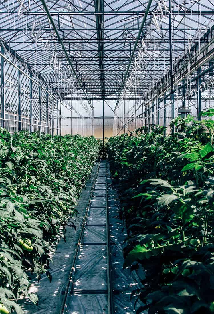 Frankie's Hofladen in Fürth