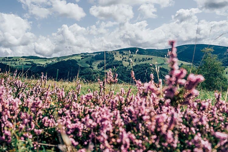 Wandern im Obermünstertal