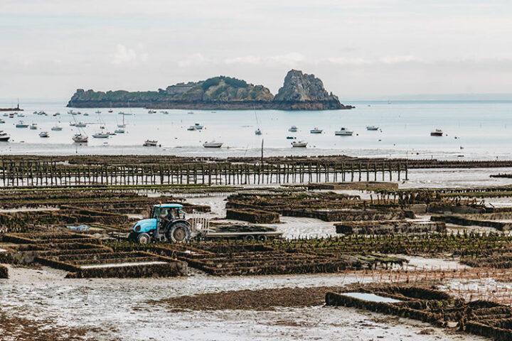 Austernmarkt in Cancale, Bretagne, Frankreich