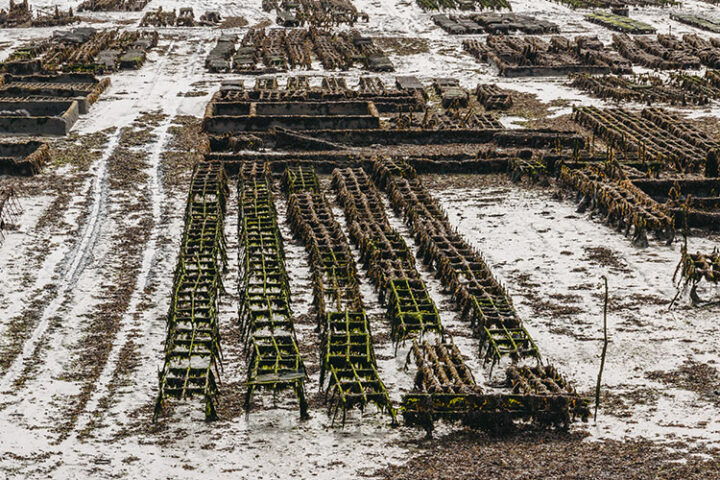 Austernmarkt in Cancale, Bretagne, Frankreich